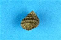 藏品(草蓆鐘螺)的圖片